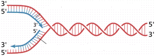 Replication fork showing leading and lagging strands