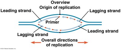 Lagging strand synthesis with Okazaki fragments