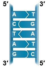 DNA base pairing and antiparallel strands