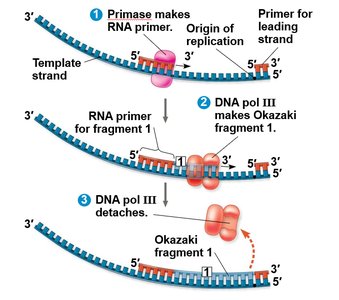 Lagging strand synthesis with Okazaki fragments