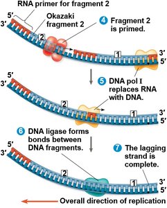 Lagging strand synthesis with Okazaki fragments