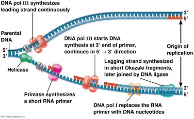 Lagging strand synthesis with Okazaki fragments