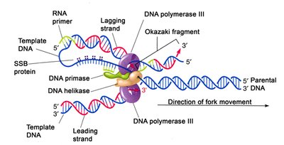 Table of DNA replication proteins and functions