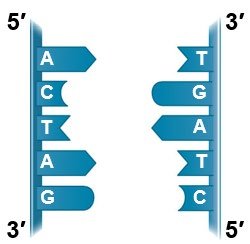 Separation of DNA strands for replication