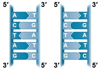 Semiconservative replication model
