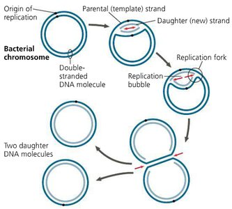 Bacterial chromosome replication
