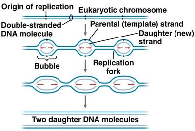 Eukaryotic chromosome replication