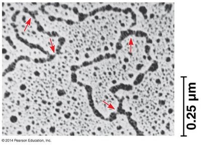 Electron micrograph of eukaryotic DNA replication
