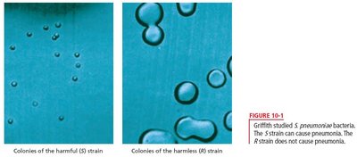 Colonies of S and R strains of Streptococcus pneumoniae