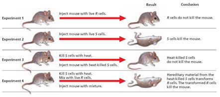 Griffith's transformation experiments with mice