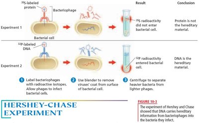 Hershey-Chase experiment showing DNA as the hereditary material