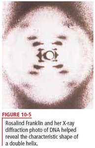 Rosalind Franklin's X-ray diffraction photo of DNA