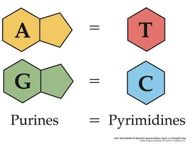 Chargaff's rule: base pairing in DNA
