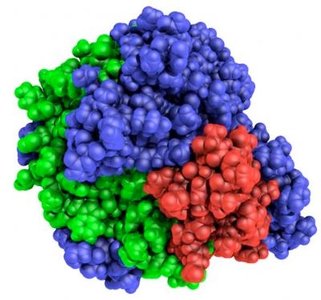 Space-filling model of an enzyme protein structure