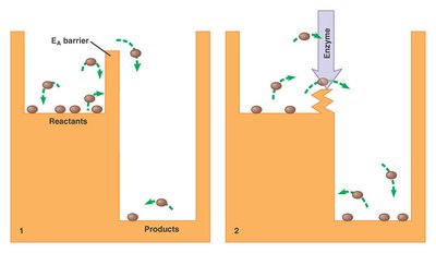 Diagram illustrating how enzymes lower activation energy