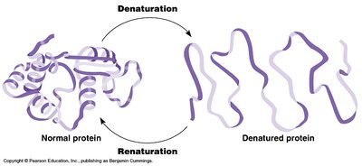Diagram of enzyme-substrate complex formation and catalysis