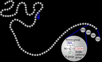 Diagram of protein primary, secondary, tertiary, and quaternary structure