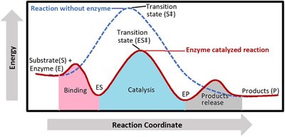 Graph showing enzyme-catalyzed vs. uncatalyzed reaction energy profiles