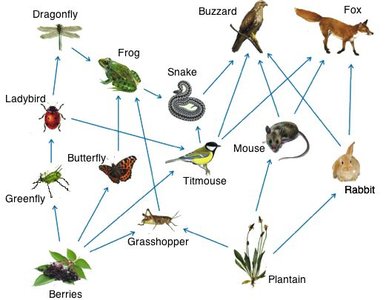 Example of a food web