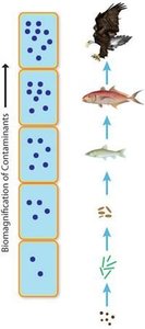 Diagram of biomagnification in a food chain