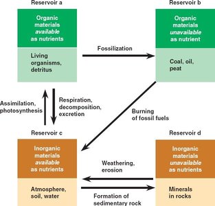 Generalized diagram of biogeochemical cycles