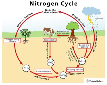 Diagram of the nitrogen cycle