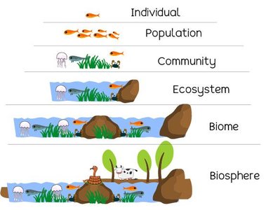 Levels of ecological organization from individual to biosphere
