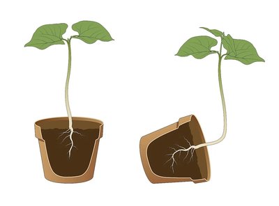 Plant showing gravitropism