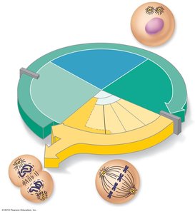 Diagram of the cell cycle with stages and checkpoints