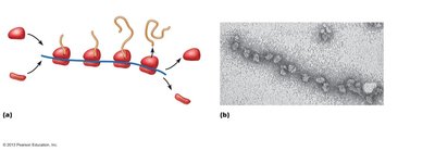 Polyribosome: multiple ribosomes translating a single mRNA
