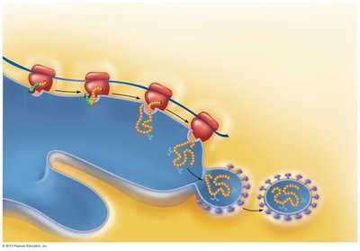 SRP directs ribosome to rough ER for protein synthesis