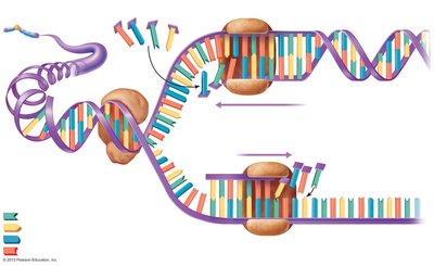 Diagram of DNA replication showing leading and lagging strands