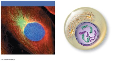 Early prophase: chromosomes condensing, spindle forming