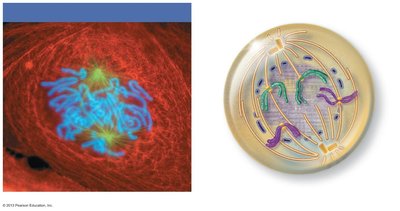 Late prophase: spindle fibers attach to chromosomes