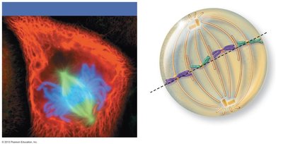 Metaphase: chromosomes aligned at the metaphase plate