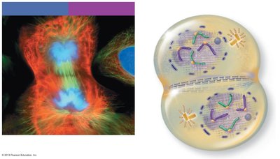 Telophase and cytokinesis: two daughter cells forming