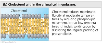 Cholesterol's effect on membrane fluidity