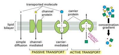 Comparison of passive and active transport mechanisms