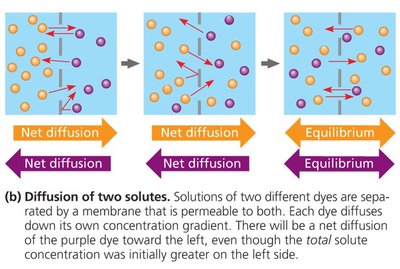 Diffusion of two solutes across a membrane