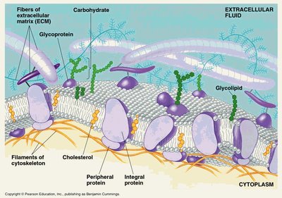 Detailed diagram of plasma membrane structure