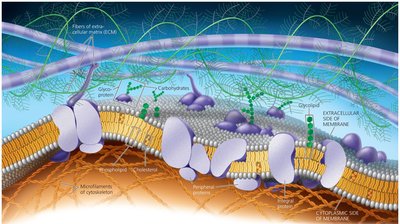 Fluid mosaic model of plasma membrane