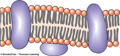 Diagram showing integral and peripheral proteins in the membrane