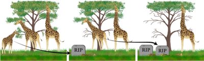 Natural selection in giraffes: survival of the fittest