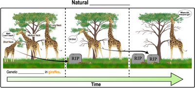 Natural selection over time in giraffe populations