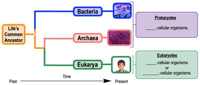 Phylogenetic tree showing the three domains of life
