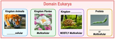 Energy flow in ecosystems: producers, consumers, decomposers