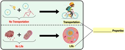 Emergent properties: new functions arise from the combination of parts
