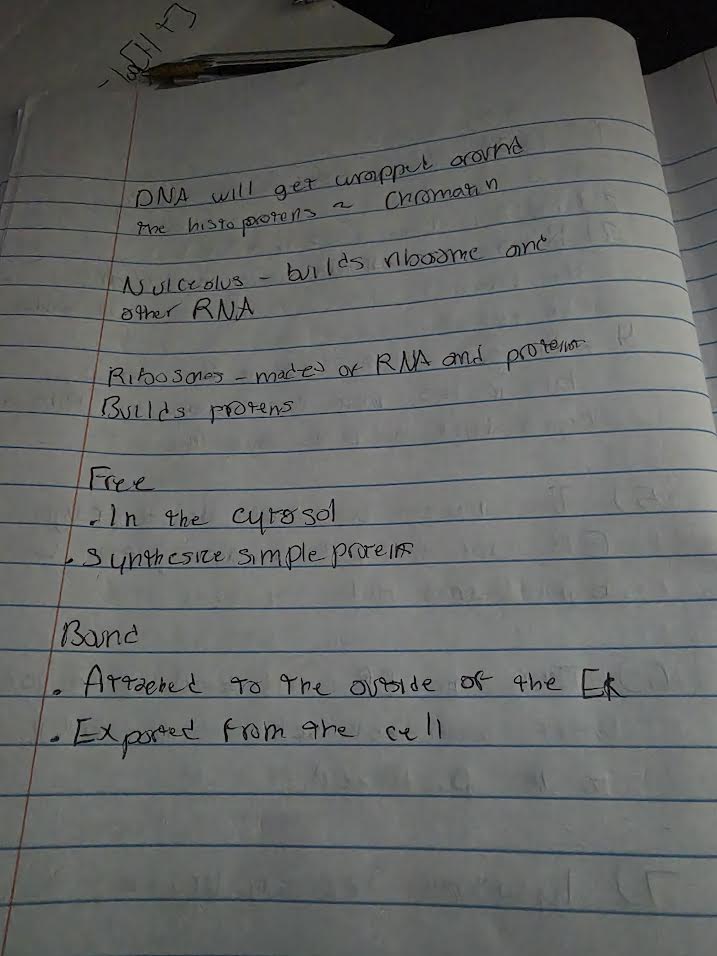 Handwritten notes on ribosomes, chromatin, and protein synthesis