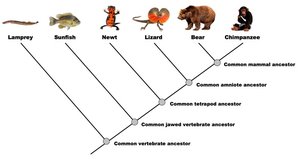 Phylogenetic tree with common ancestors