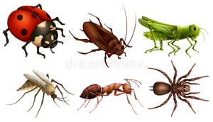 Homologous structures in vertebrate limbs
